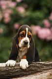 BASSET HOUND 138